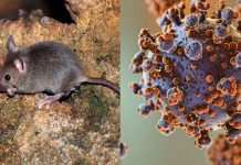 En 2021, muestras que contenían al mortal hantavirus “desaparecieron” de un laboratorio de Australia