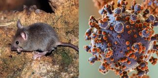 En 2021, muestras que contenían al mortal hantavirus “desaparecieron” de un laboratorio de Australia