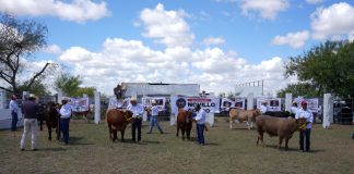 Invita gobierno municipal a participar en el 2o Concurso del Novillo Gordo