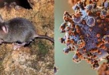 OMS alerta: el hantavirus del crucero Hondius puede transmitirse entre humanos; pide 42 días de cuarentena a evacuados