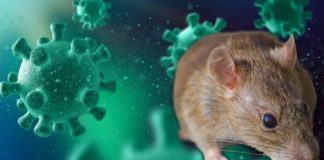 Evacúan crucero por brote de hantavirus; pasajeros son trasladados bajo medidas sanitarias estrictas