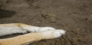 Detienen a hombre por quemar a perrita con agua hirviendo en Sonora