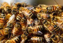 Magistrada muere tras ataque de abejas en Zacatecas