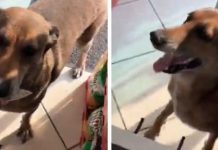 VIDEO | Perro sorprende al acudir por su cuenta a una tienda para pedir comida