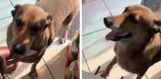 VIDEO | Perro sorprende al acudir por su cuenta a una tienda para pedir comida