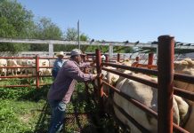 Gobierno municipal fortalece al sector ganadero con apoyos gratuitos de sanidad animal