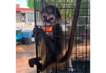 Aseguran mono araña en tianguis y un jaguar en cautiverio en Mérida; investigan tráfico ilegal de fauna