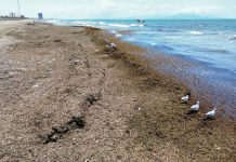 Sorprende arribazón de sargazo: el mar se pinta de café en algunos puntos de Coatzacoalcos