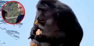VIDEO | Turista empuja a un Macaco tibetano y desata indignación en redes
