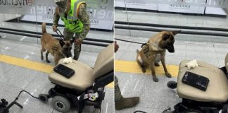 Binomio Canino Detecta Droga en Silla de Ruedas en el AICM; Decomiso Equivale a 2 MDP