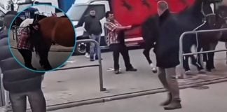 Hombre cae inconsciente tras ser pateado brutalmente en la cara por un caballo al que molestaba | VIDEO