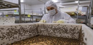 UGRT prevé control total del gusano barrenador hasta 2028