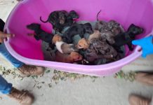 Rescatan a 127 perros y gatos de condiciones extremas en Michoacán