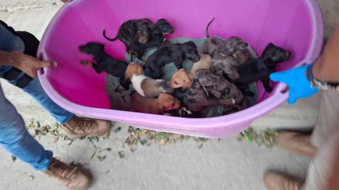 rescate-127-perros-gatos-michoacan-092004