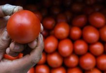 Al alza, valor de las exportaciones de hortalizas mexicanas pese a caída en volumen: GCMA