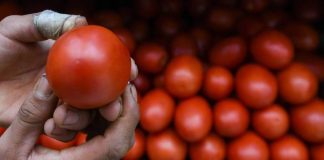 Al alza, valor de las exportaciones de hortalizas mexicanas pese a caída en volumen: GCMA