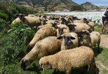 Atraco rural: amarran a pastor y le roban 38 borregos en Hueyotlipan, Tlaxcala