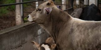 Pérdidas por gusano barrenador suman ya mil 850 millones de dólares