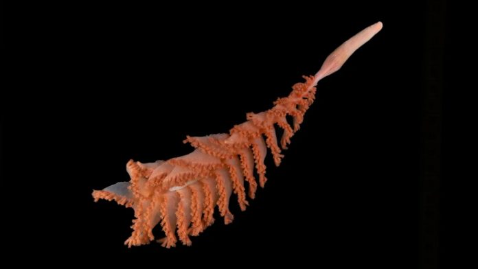 pluma-de-mar-101649