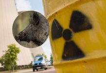 Identifican una nueva especie de cerdos mutantes en zona radioactiva, ¿hay riesgo para los humanos?