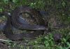 Científicos descubren nueva especie de serpiente “de dos cabezas” en China