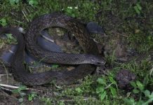 Científicos descubren nueva especie de serpiente “de dos cabezas” en China