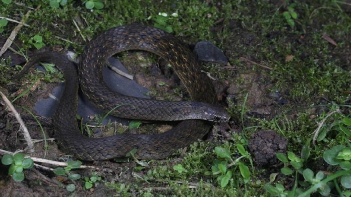 serpiente-dos-cabezas-china-144042