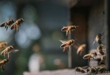 Ataque de abejas deja sin vida a un adulto mayor; el enjambre impedía cualquier acercamiento