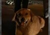 Labrador permanece junto al cuerpo de su dueño tras fatal atropellamiento en Matamoros y conmueve a todos