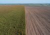 Quedan sin sembrar 333 mil hectáreas de sorgo en Tamaulipas