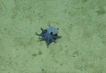 ¡Milagro en el fondo del mar! Descubren un raro pulpo azul del tamaño de una pelota de golf en las Galápagos