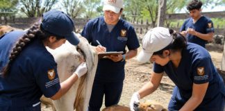 Estudiantes de Veterinaria y Desarrollo Rural combatirán GBG en verano