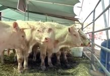 Alerta sanitaria en Durango: detectan tuberculosis bovina y brucelosis en campos menonitas