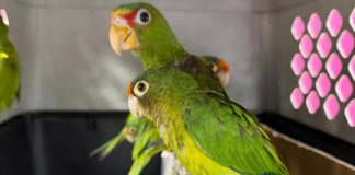 Profepa rescata a 68 ejemplares de pericos y loros en Michoacán y Chiapas