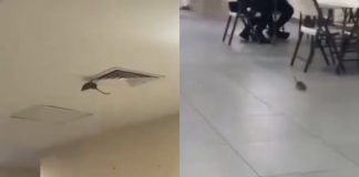 VIDEO Captan una rata dentro de hospital del IMSS en Ciudad Obregón, Sonora