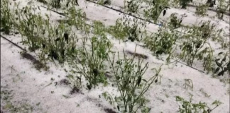 Granizadas devastan cultivos en Puebla; más de 230 hectáreas quedaron dañadas