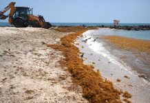 Semáforo rojo en Quintana Roo por sargazo; 65 playas afectadas