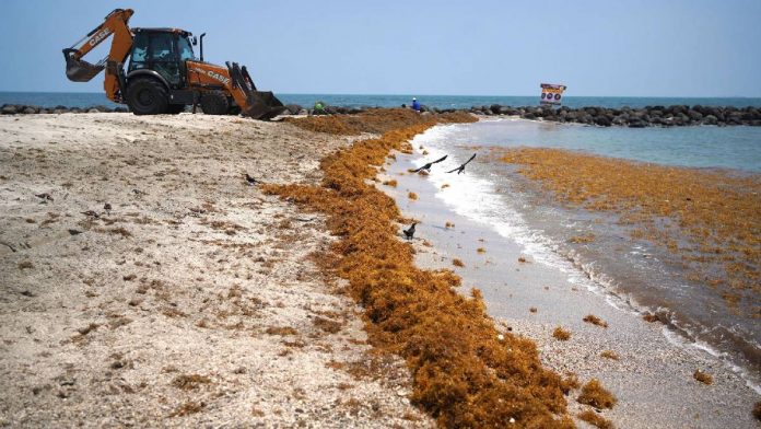 sargazo-golpea-turismo-y-economia-en-tulum-en-plena-temporada-124651