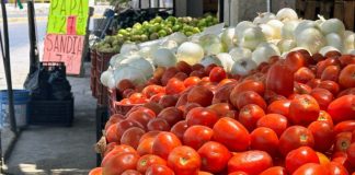 Precio del tomate en Tamaulipas se mantiene elevado