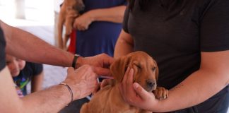 Todo listo para la Jornada Gratuita de Vacunación y Desparasitación para Mascotas; invitan a las familias a participar