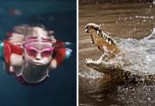 VIDEO: cocodrilo desata pánico en Cozumel durante competencia infantil