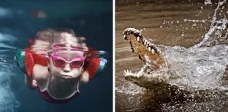 VIDEO: cocodrilo desata pánico en Cozumel durante competencia infantil