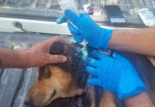 Confirman dos casos de gusano barrenador en dos perros en Colima
