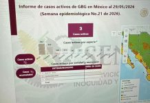 Gusano barrenador: Nuevo León reporta primer caso en fauna silvestre