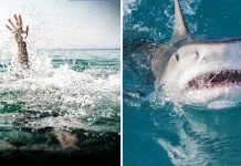 VIDEO: en menos de 24 horas, tiburones dejan graves heridas a bañistas en Brasil