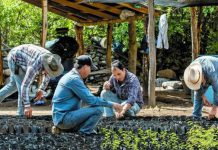 En Tamaulipas casi 4 mil productores reciben apoyo de Sembrando Vida