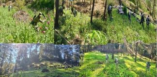 Golpe al crimen en Nayarit: 20 detenidos. Aseguran, explosivos,vehículos blindados y destruyen plantíos de amapola