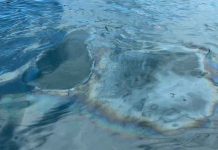 Alertan por presunto derrame de combustible en la bahía de Manzanillo