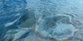 Alertan por presunto derrame de combustible en la bahía de Manzanillo