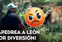 ‘Gatito, levántese’: Apedrean a un león en el zoológico de Guadalajara